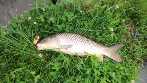 コイの釣果