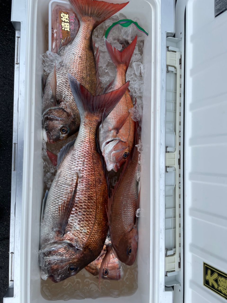 ダイキ14さんの釣果 1枚目の画像