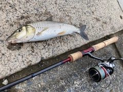 ニゴイの釣果