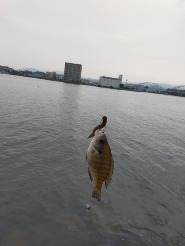 ブルーギルの釣果