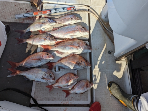 タイの釣果