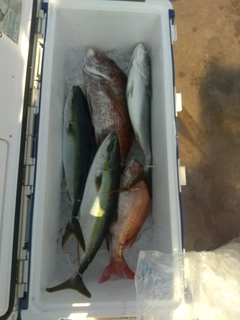 ハマチの釣果