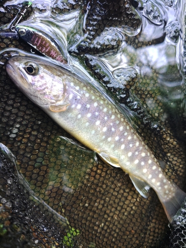 エゾイワナの釣果