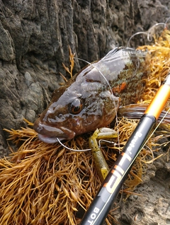 アイナメの釣果