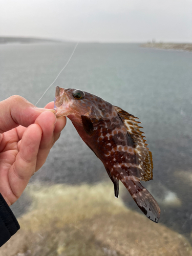 キジハタの釣果