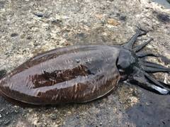 コウイカの釣果