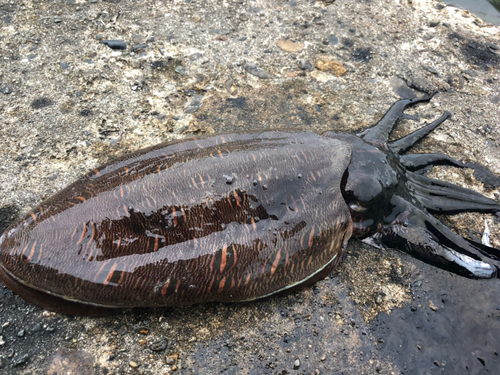 コウイカの釣果