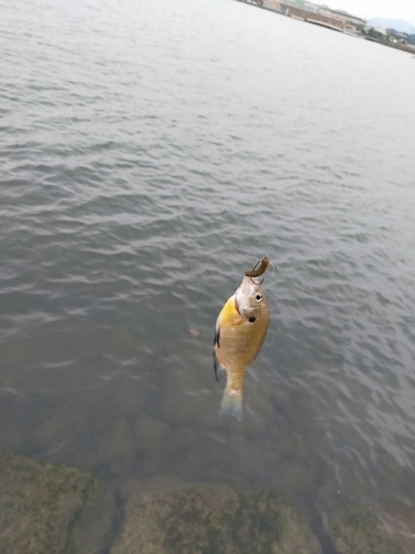 ブルーギルの釣果