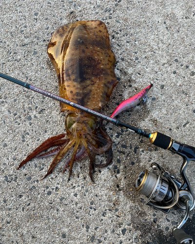 アオリイカの釣果