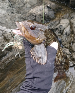 アイナメの釣果