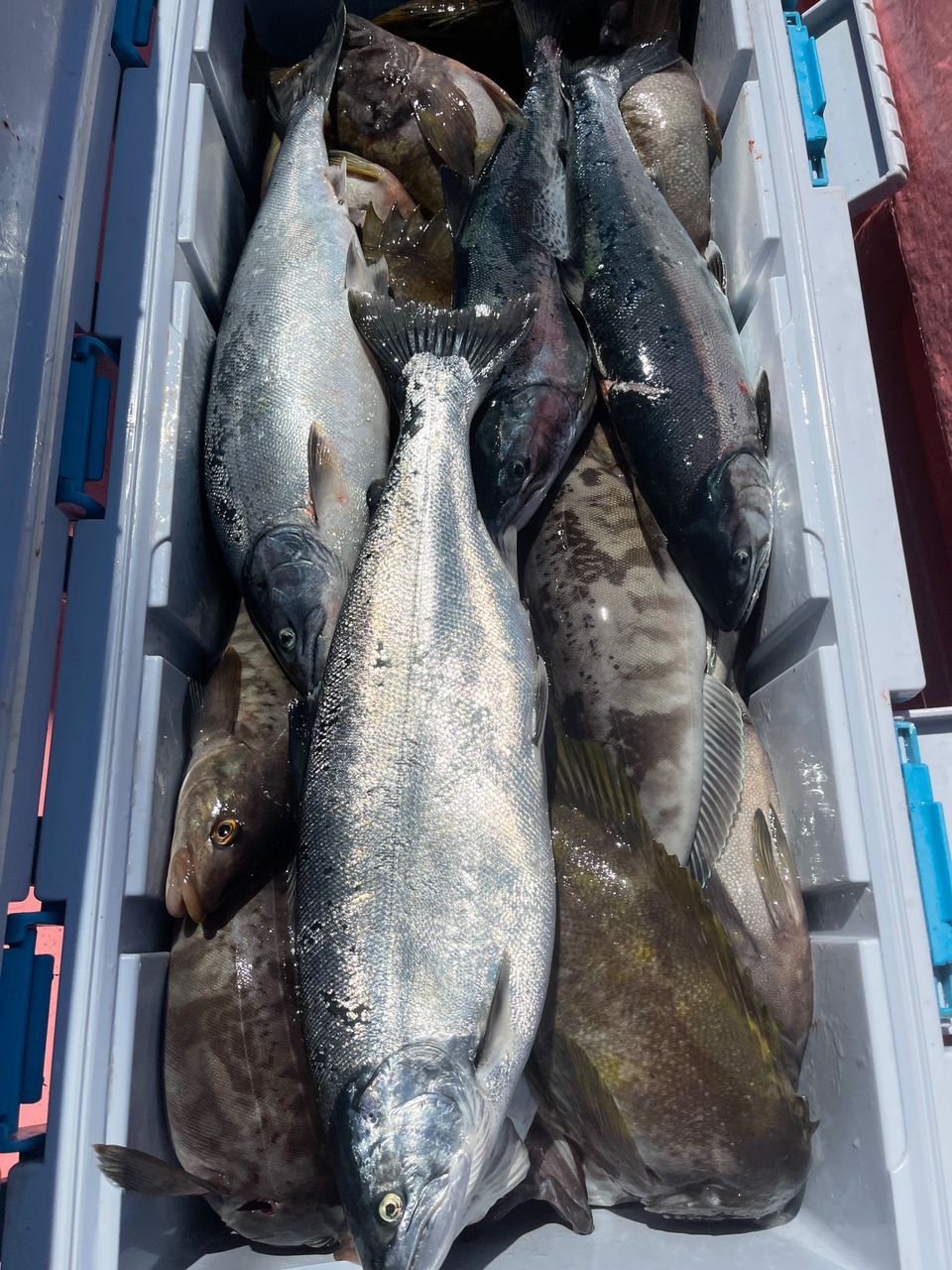 釣り馬鹿オヤジさんの釣果 1枚目の画像