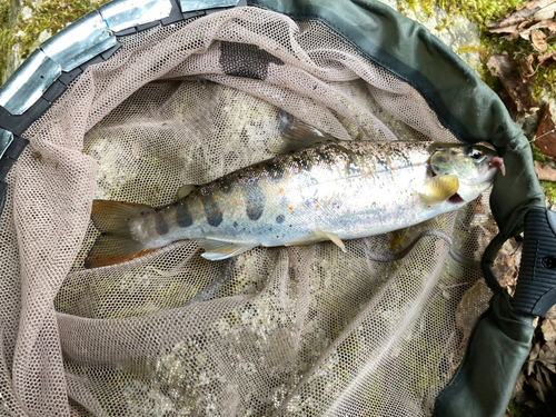 アマゴの釣果