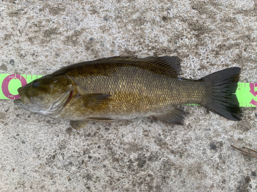 スモールマウスバスの釣果