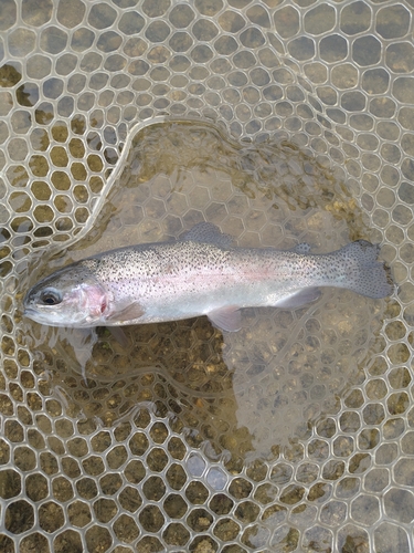 トラウトの釣果