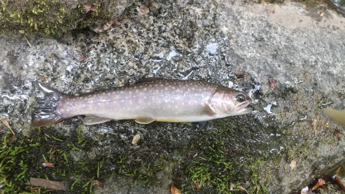 イワナの釣果