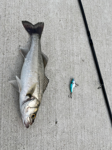 シーバスの釣果