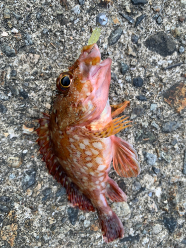 カサゴの釣果