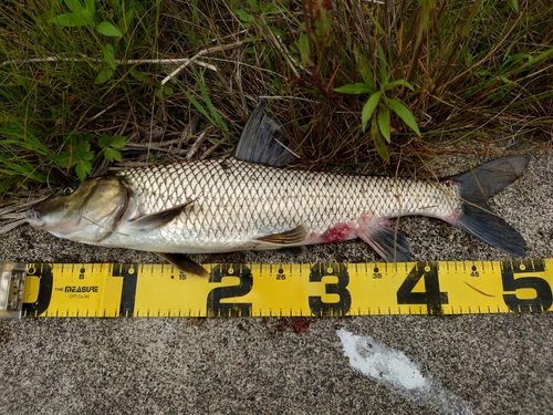 ニゴイの釣果