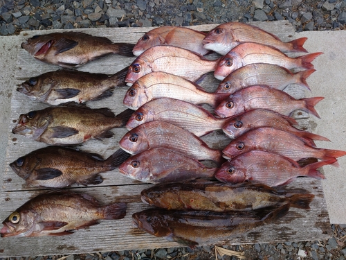 マダイの釣果