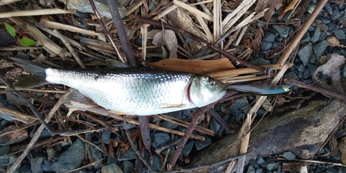 ハスの釣果