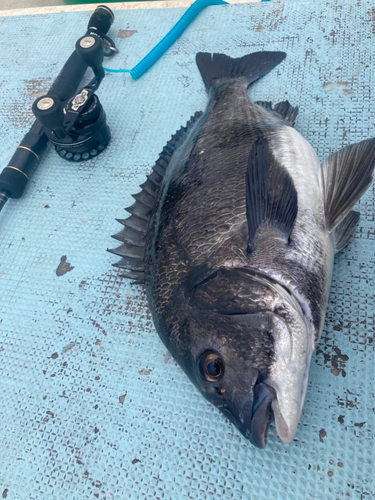 チヌの釣果