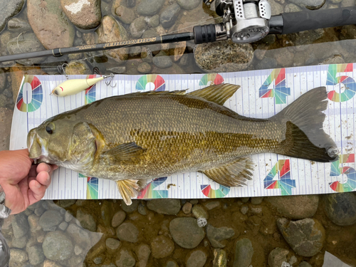 スモールマウスバスの釣果