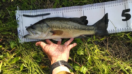 ブラックバスの釣果