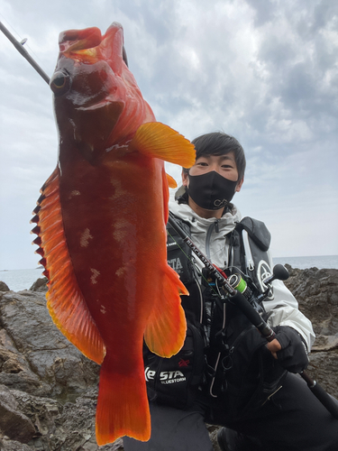 アカハタの釣果