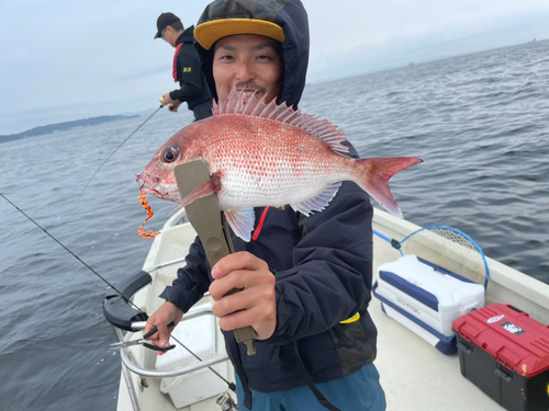 マダイの釣果