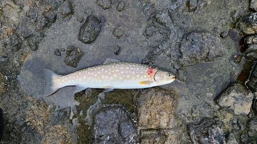 アメマスの釣果