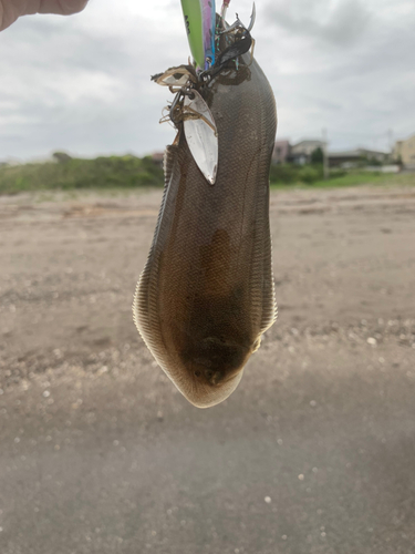 シタビラメの釣果