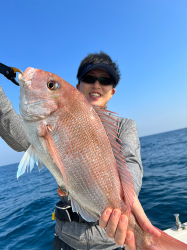 マダイの釣果