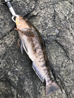 アイナメの釣果