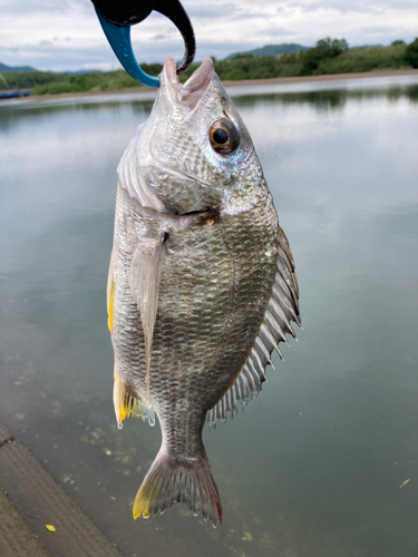 キビレの釣果