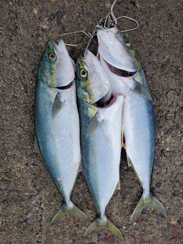 イナダの釣果