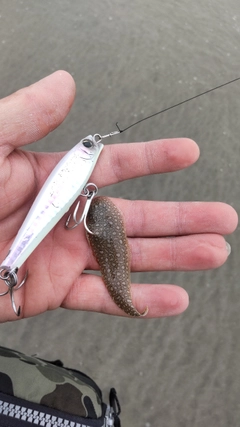 シタビラメの釣果