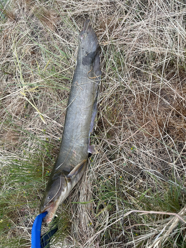 ナマズの釣果