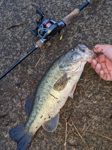 ブラックバスの釣果