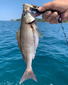 イサキの釣果