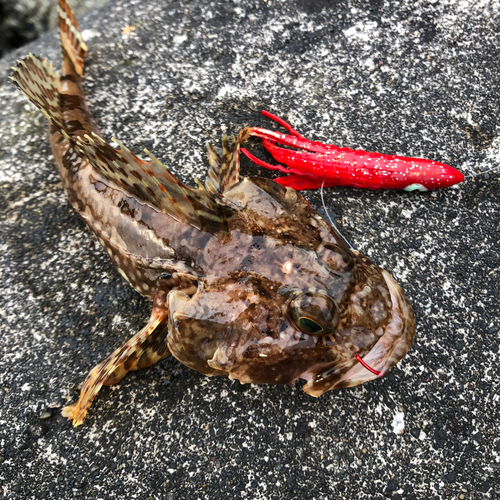 カジカの釣果