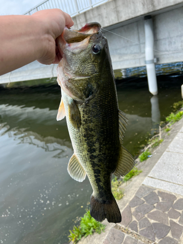 ラージマウスバスの釣果