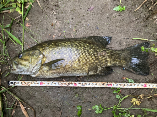 スモールマウスバスの釣果