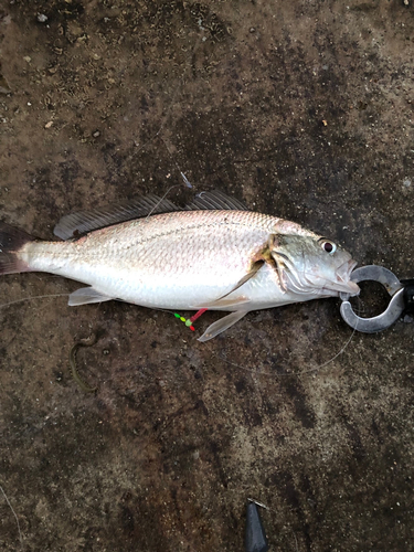 イシモチの釣果