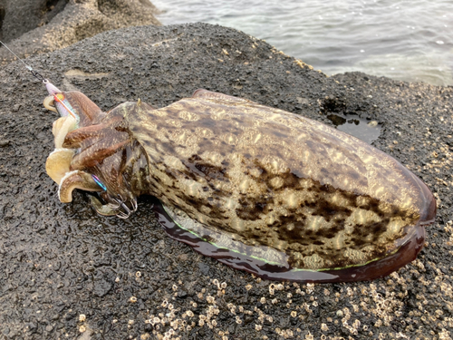 コウイカの釣果