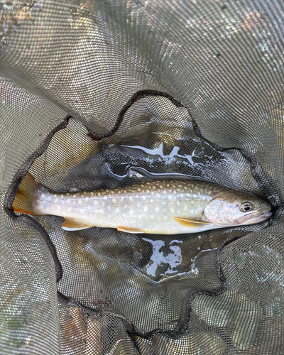 イワナの釣果