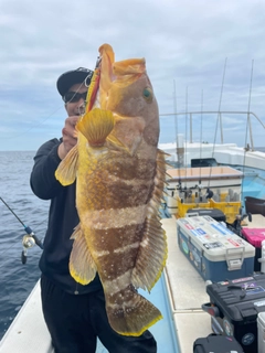 アオハタの釣果