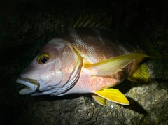 シブダイの釣果