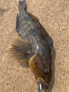 アイナメの釣果