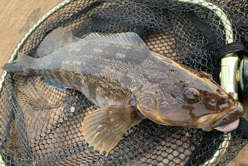 アイナメの釣果