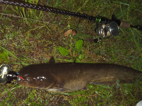 ナマズの釣果